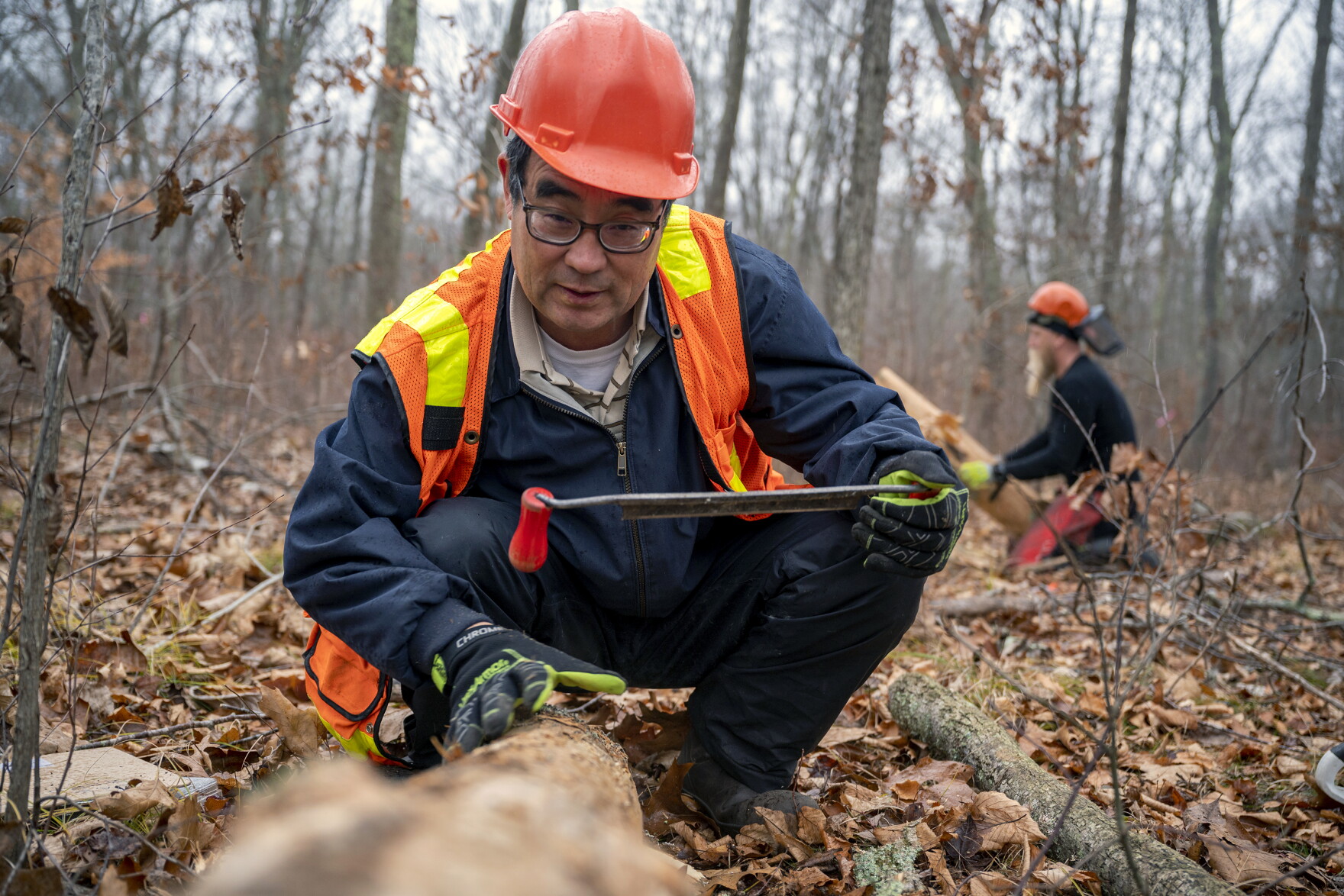 Checking in on the effort to save ash trees in New England and beyond ...