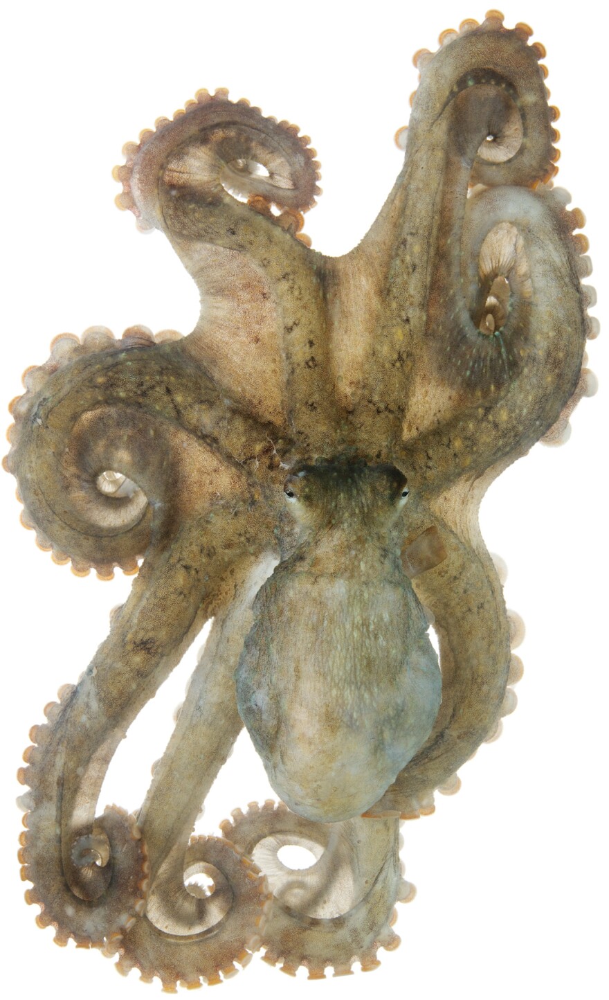 Rock Tako, <em>Octopus oliveri</em>; specimen No. 3; mantle is 2.25 inches long; Kewalo Basin Harbor, Honolulu, Hawaii, United States.