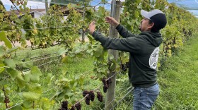 Tomas Moreno, vineyard manager at Bel Lago Winery, tends a row of pinot grigio grapes. The grapes will be picked this year by a team of workers from Mexico that Moreno hired through months-long temporary agricultural work visas, called H-2A visas. (Photo: Claire Keenan-Kurgan / IPR)