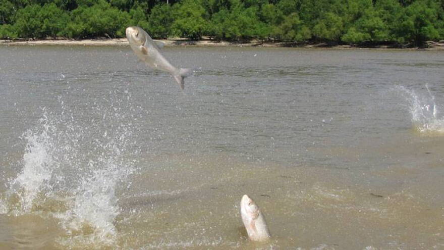 Asian carp jumping out of the Wabash River.