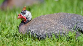 A guineafowl