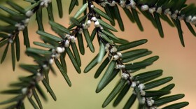 A branch of a hemlock tree of dying of an infestation of woolly adelgid, an invasive species that has been decimating hemlock trees in New England. 