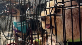 a small brown, black and white dog wearing a blue bandana sits in a wire kennel next to a long-haired, tan dog in a wire kennel