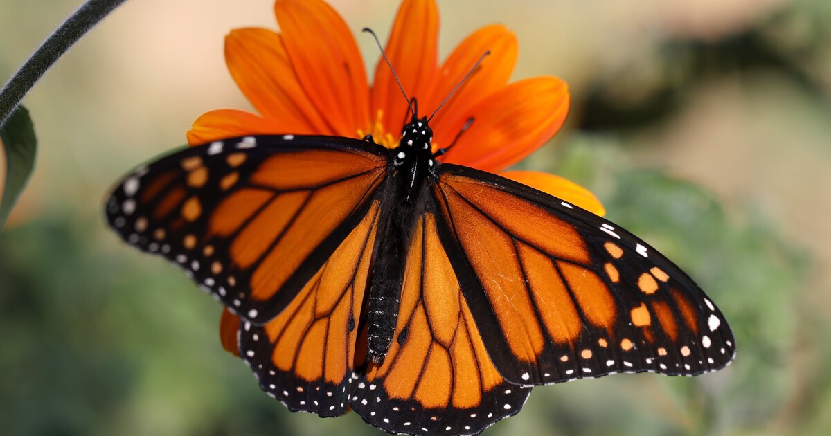 The butterflies are back! Annual migration of monarchs shows highest numbers in years