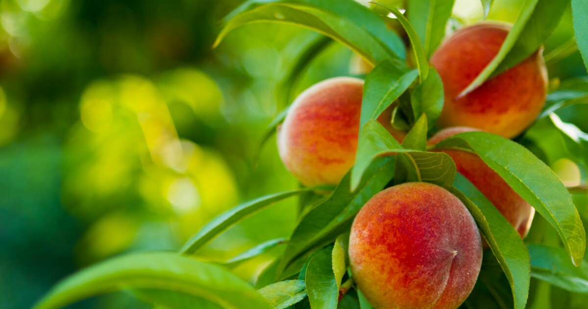 Just Peachy! You Can Grow Your Own Peach Tree And Enjoy Local, Tree