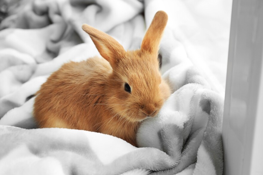 Bunny sits on a windowsill at home.