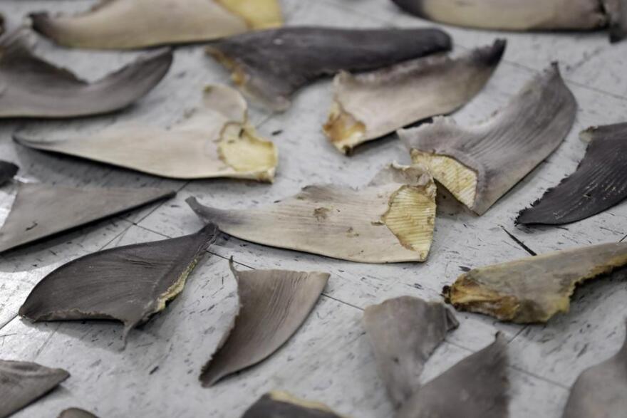 Confiscated shark fins are shown during a news conference, Thursday, Feb. 6, 2020, in Doral, Fla. A spate of recent criminal indictments highlights how U.S. companies, taking advantage of a patchwork of federal and state laws, are supplying a market for fins that activists say is as reprehensible as the now-illegal trade in elephant ivory once was.