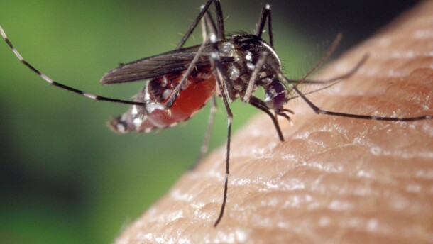 The best way to repel mosquitoes might be by getting rid of certain smells, not by adding new ones.