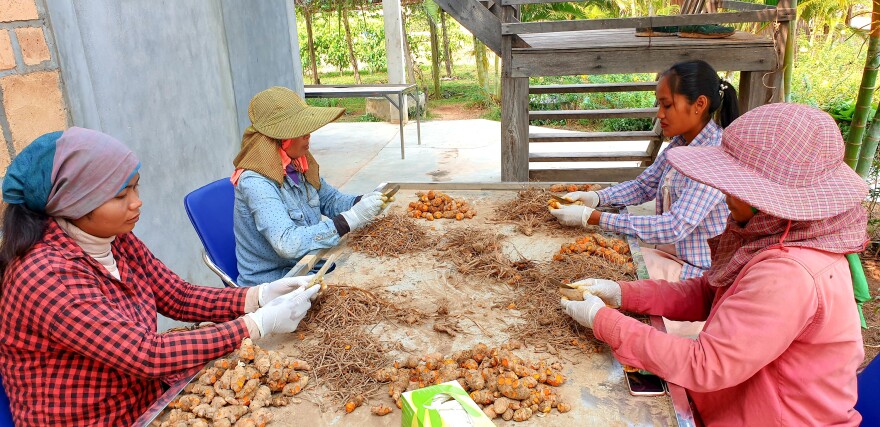 Employees of La Plantation in Kampot sort turmeric, which is among the other crops produced there.