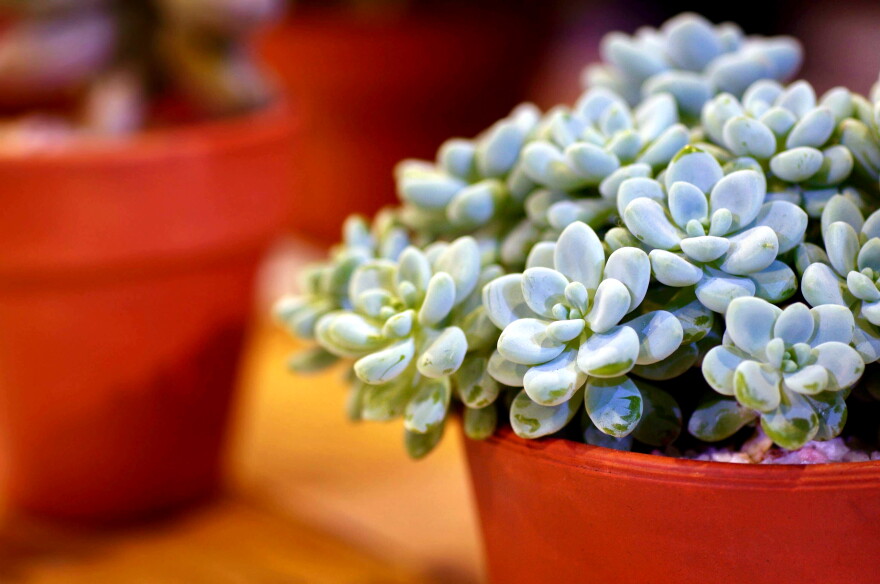 jade plant