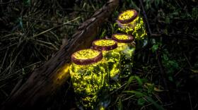 This photo taken on August 18, 2015 shows fireflies kept in jars. (CN-STR/AFP via Getty Images)
