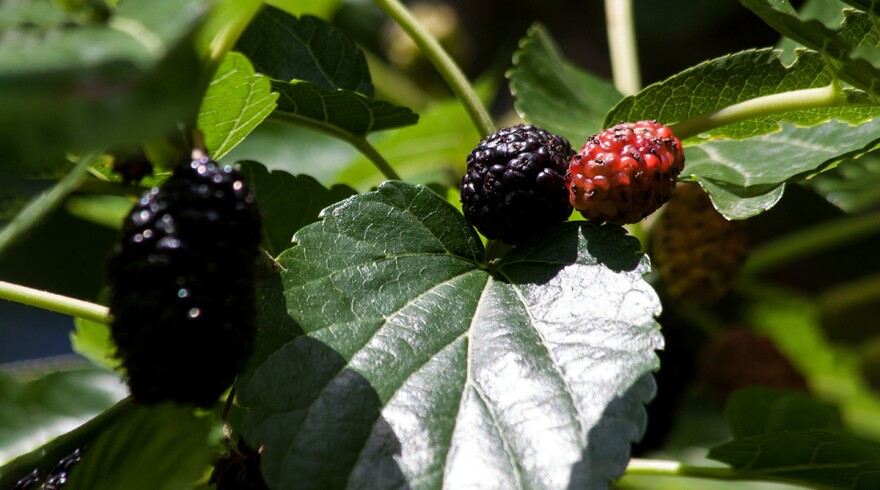 Leaves and fruit of a White Mulberry tree.