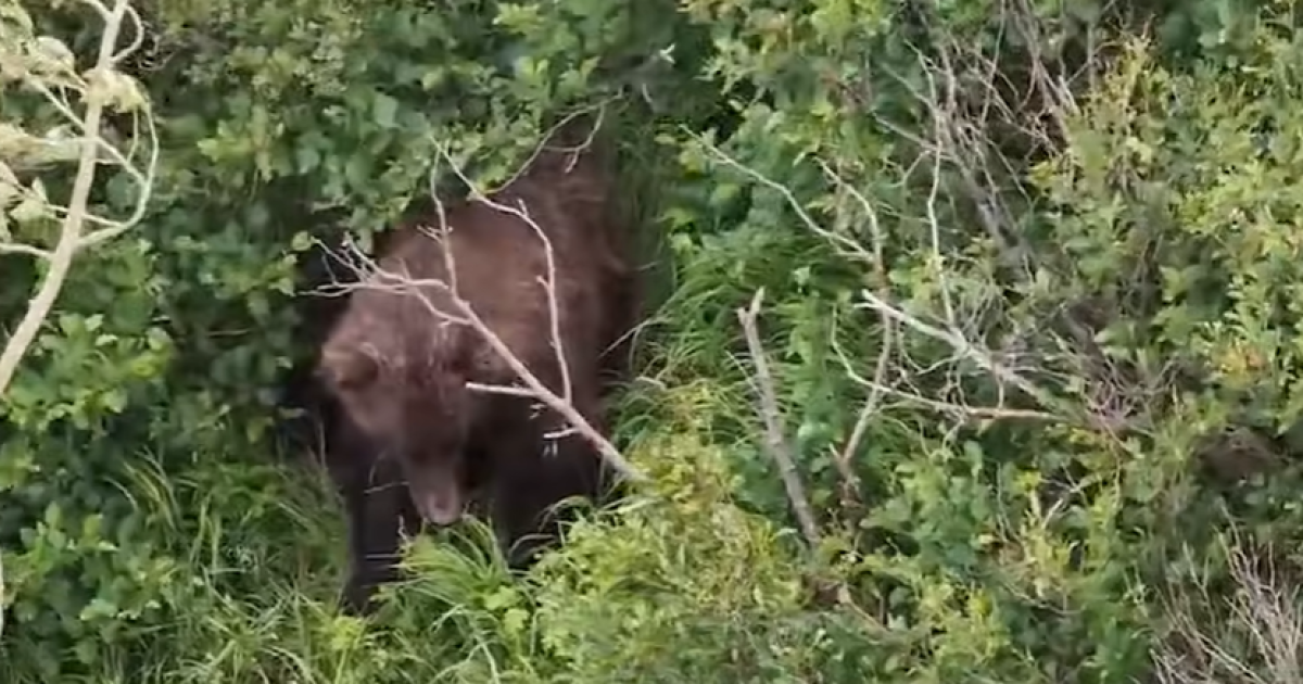 Hiker injured in south Anchorage bear attack