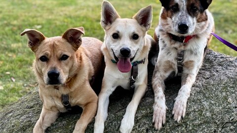 Canine Hooligans, a trick dog act that will perform Saturday at Dogapalooza from 10 a.m. to 2 p.m. at Ox Bow Park in Elkhart County.