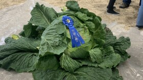 A 113.05-pound cabbage grown by Palmer farmer Scott Robb is adorned with a first-place ribbon at the Alaska State Fair in 2023.