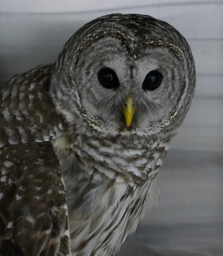 Barred owls in particular have a hard time with icy, crusty snow. It can prevent them from burrowing down to capture mice.