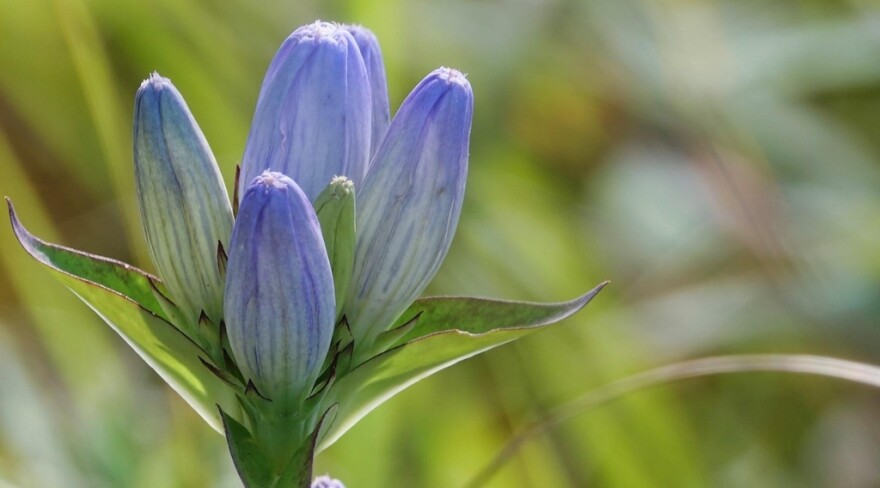 A closed bottle gentian blooms in the Minnesota Valley National Wildlife Refuge. It has closed blooms which are white at the base and fade into a blue-purple color at the tips. The sides are white striped with blue. The background is blurry.