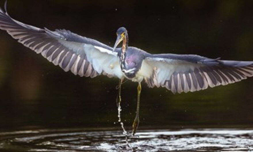 A tricolored heron spreads its wings; in Southwest Florida, unusually dry conditions last summer made for a difficult nesting season for the region’s wading birds