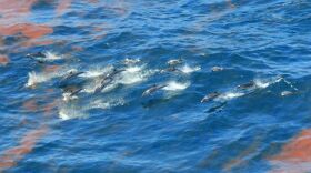 Striped dolphins observed in emulsified oil in 2010