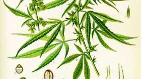 cannabis