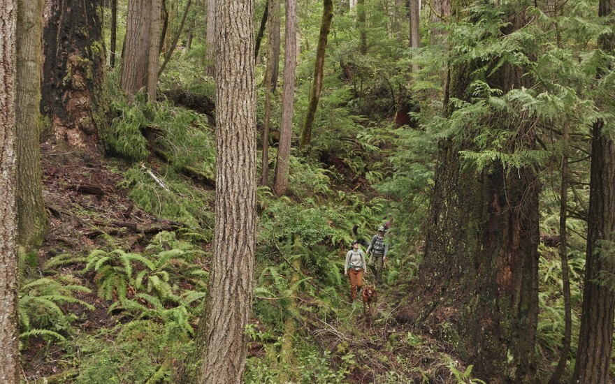 Old-growth forests are at risk under Trump's BLM. Photo courtesy of Cascadia Wildlands.