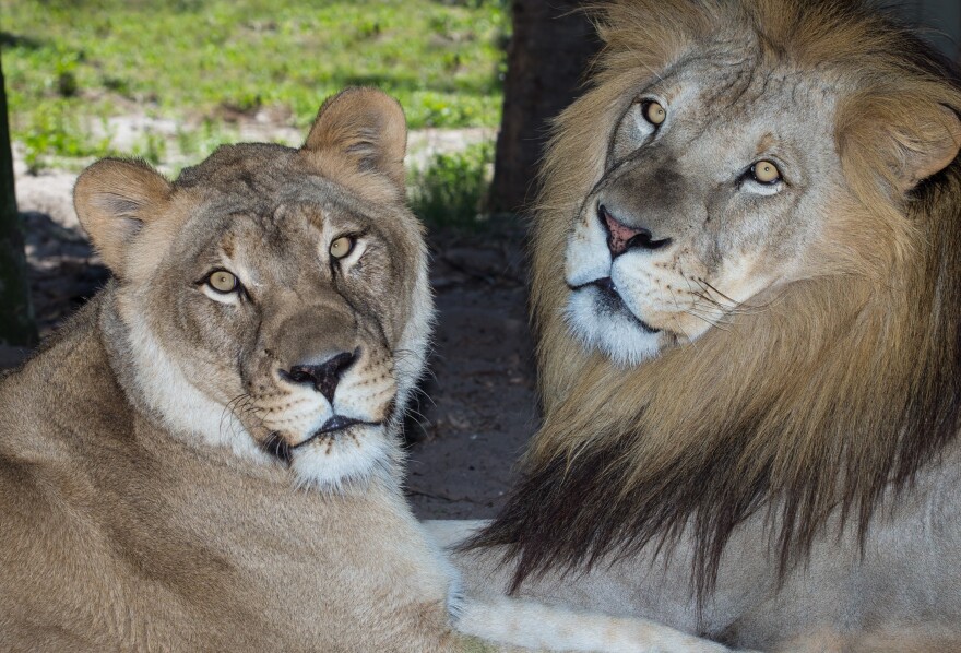 Naples Zoo says goodbye to beloved African lion Masamba