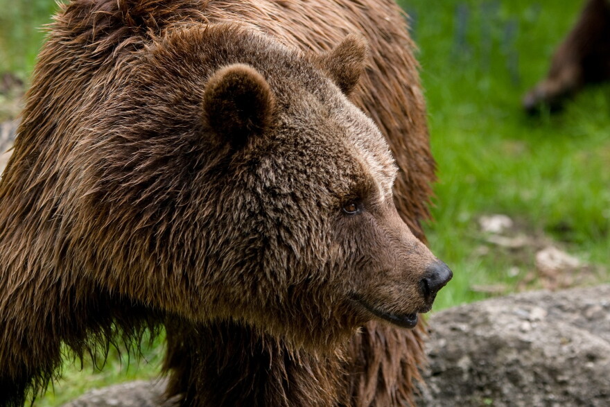 Grizzly bear.
