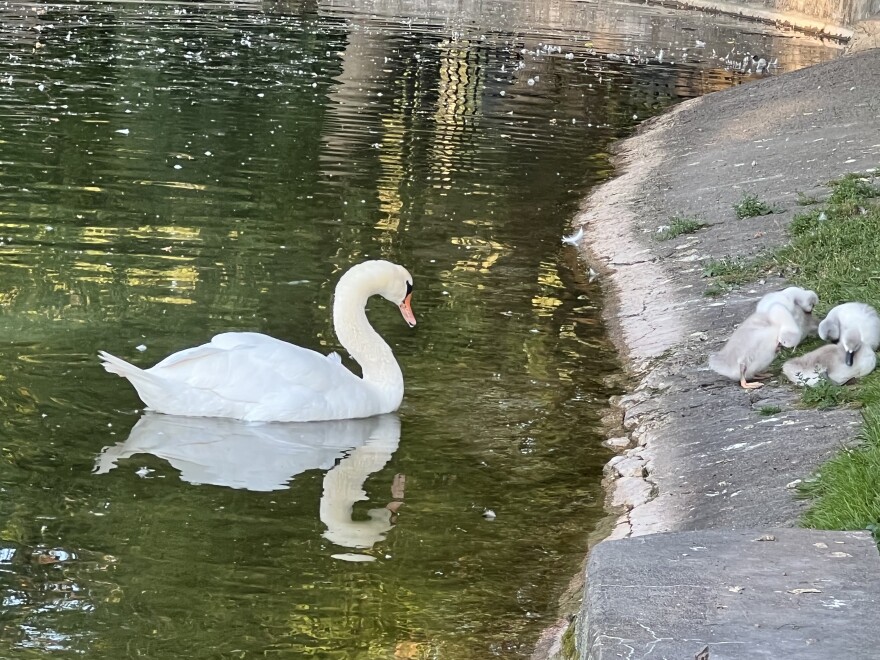 In this photo from 2022, a swan named Faye watches her babies. Faye was killed over Memorial Day weekend by three teenagers who said they were hunting for ducks.