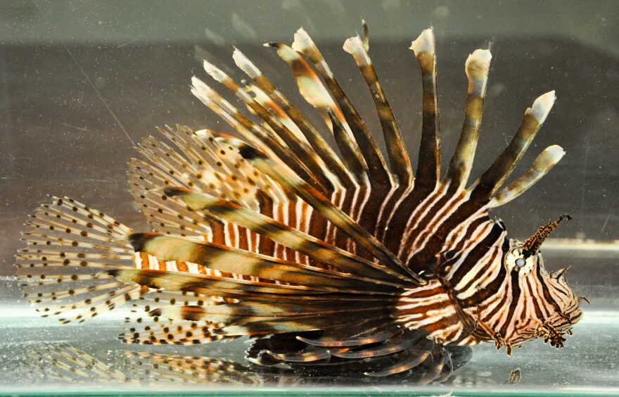 Nonnative, invasive lionfish have infiltrated state waters and are negatively impacting Florida’s reefs and wildlife. These fish not only prey on native saltwater species, they also compete for food with economically important species such as grouper and snapper.