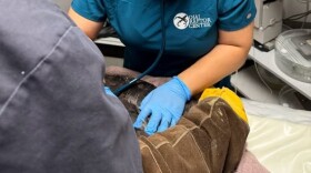 The bald eagle known as Jackie undergoing treatment at the Ojai Raptor Center. She died on Monday.