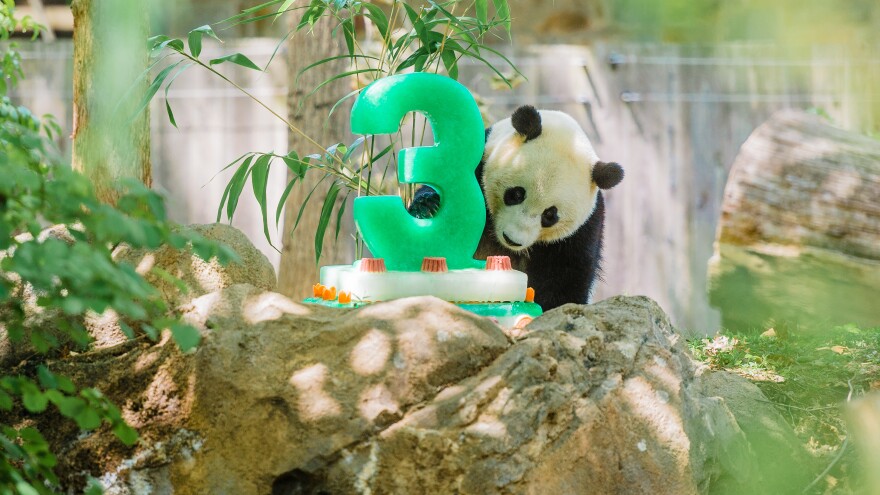 Bao Bao turned 3 this summer. The loan arrangement with China calls for giant pandas born in the U.S. to be sent to China before their fourth birthday. There are about 1,800 giant pandas in the wild, the National Zoo says, and Chinese scientists are working to breed and reintroduce the species to the wild.