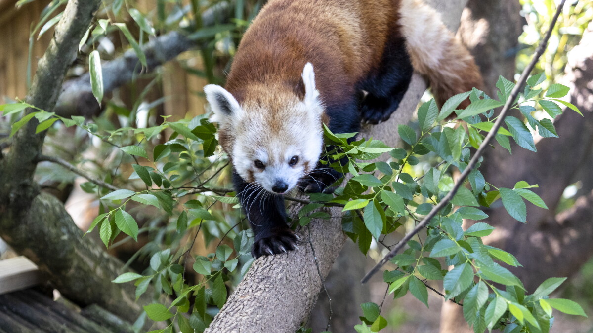 Red panda joins Seneca Park Zoo as part of breeding program
