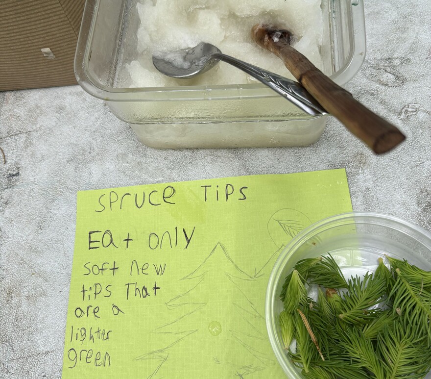 slushy sorbet in clear plastic container and a drawing and description of spruce tips
