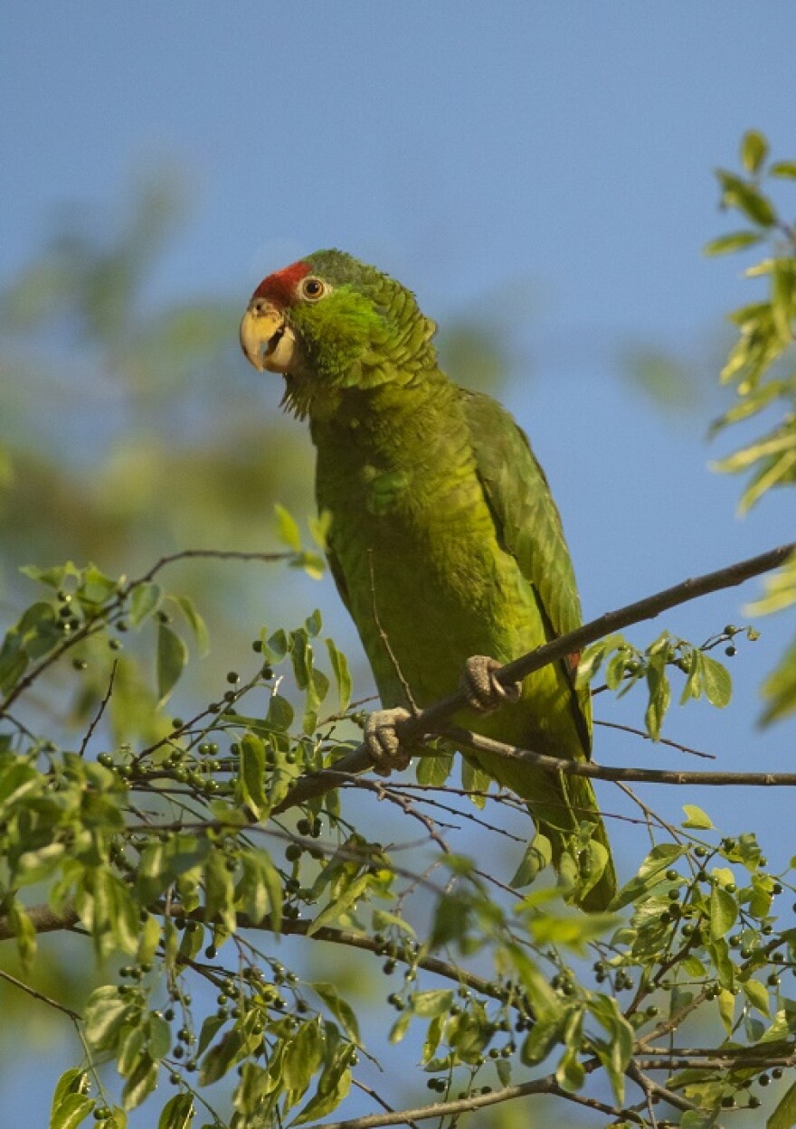 Our Profile Species is the Red-crowned Parrot by James Childress 