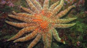 Sunflower sea star