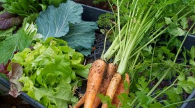 Fresh picked vegetables including carrots and lettuce.