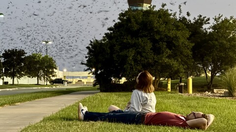 Bailey and Nigel Hughes of Wichita watch purple martins fill the skies near Wichita's airport. The birds are gathering each night on their annual migration to South America.