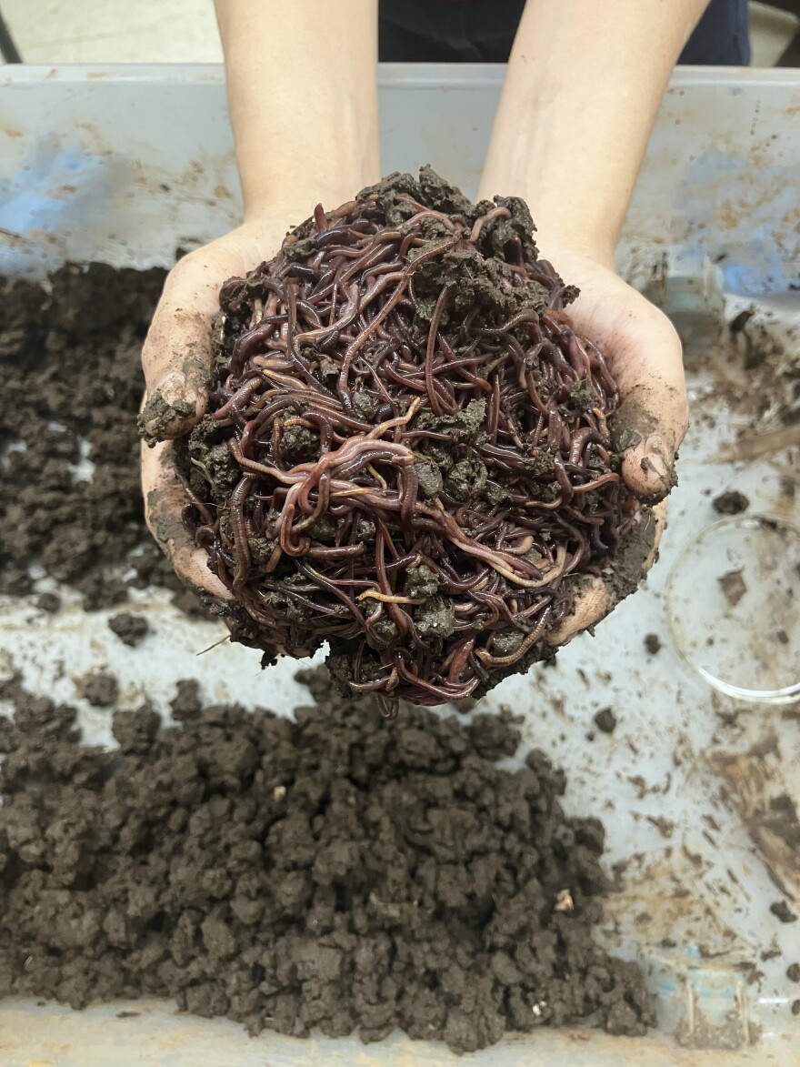 KHS student holding worms.