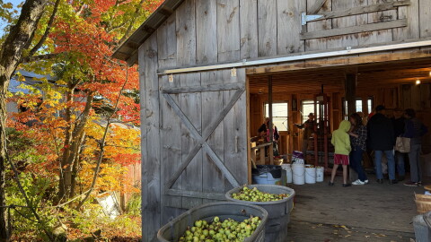 Apples outside a barn with fall foliage to left