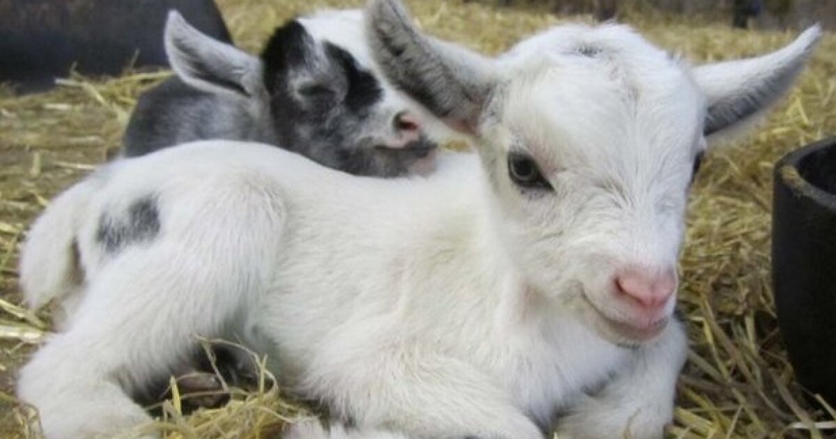 City of Wilmington is looking as some new hires: goats.