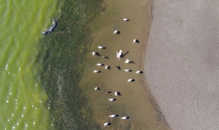 Alligators and spoonbills at Hookers Prairie