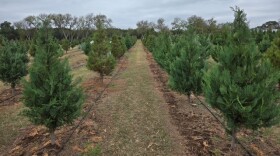 Rows of Christmas trees at Pipe Creek Christmas Tree Farm on Dec. 4, 2025