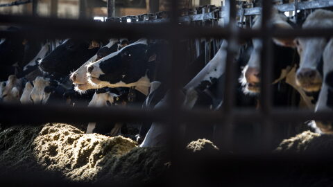 Dairy cows can be seen through a fence in a barn