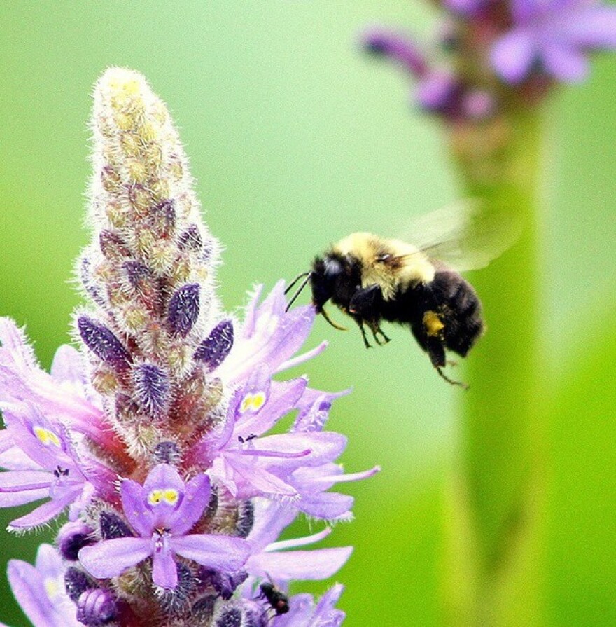 Bee at Punderson State Park, in Geauga County (pic by Brian Bull)