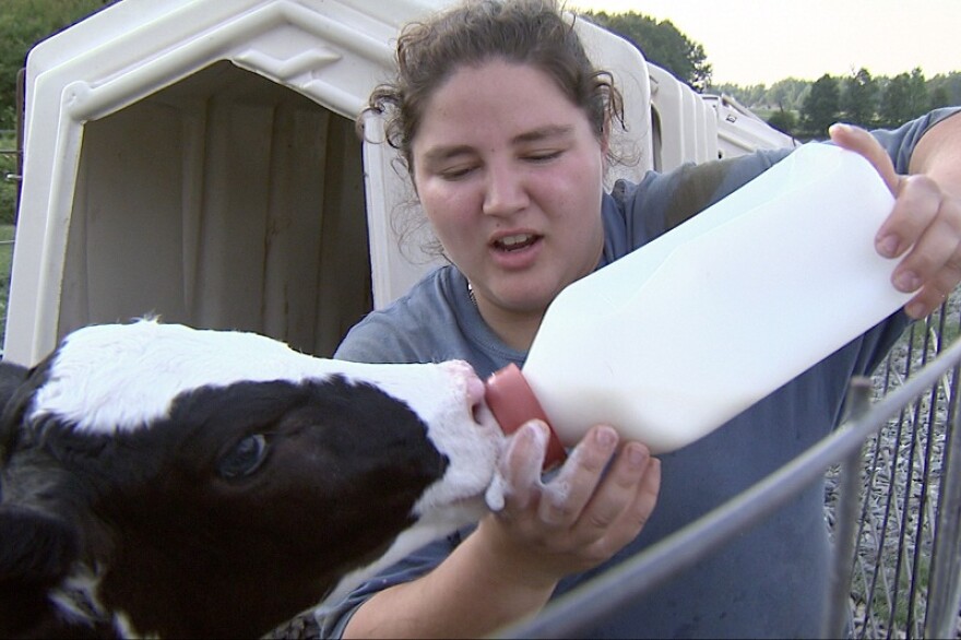 Mikayla bottle-feeding a calf