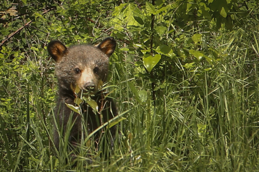 A young black bear sitting in a field of grass. 