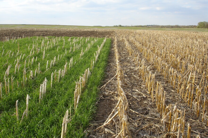 A cereal rye cover crop grows (at left) in a field where corn was recently harvested. Cover crops can capture nutrients such as nitrate and prevent them from polluting nearby streams.