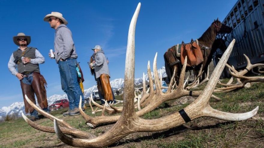 Shed hunters enjoy the sunny day after finding their antlers.
