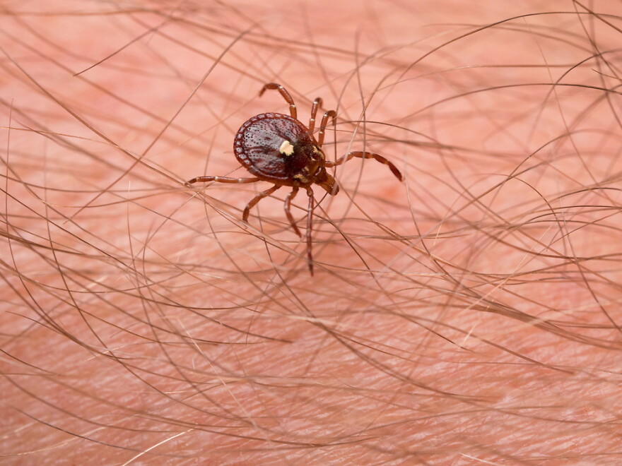 The lone star tick (pictured above) is currently the number one most active tick in Oklahoma, said Justin Talley, the department head of Entomology and Plant Pathology at Oklahoma State University.