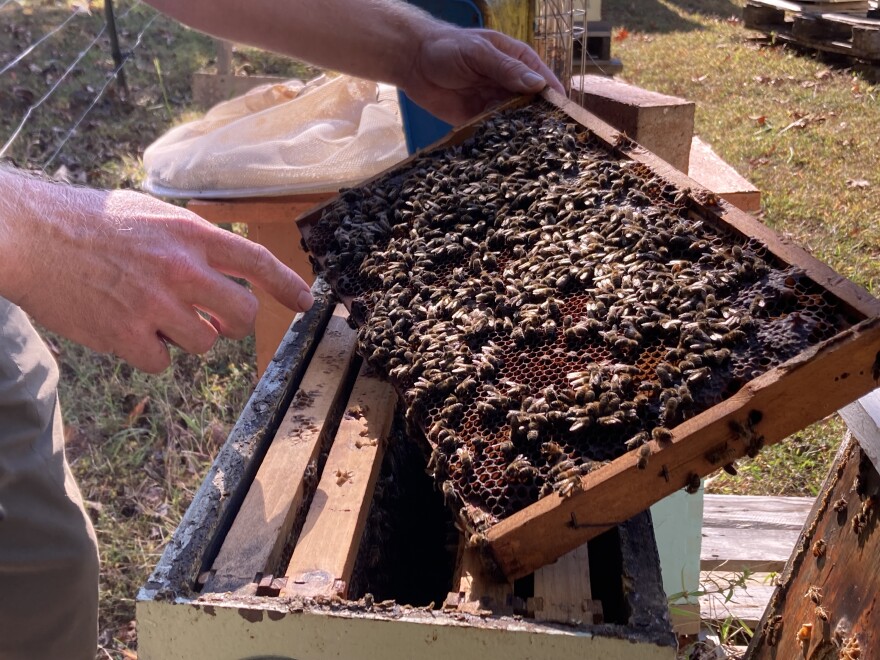 A lab at Virginia Tech confirmed these Albemarle County bees were making honey from a sweet substance excreted by spotted Lanternflies.